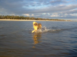 Dog running through the water - Mississippi Coast