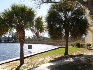 Harbor Landing Palm trees