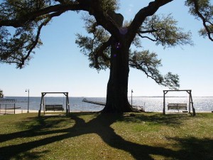 Gulf Oaks Oak Tree View